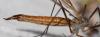Tipula sp.